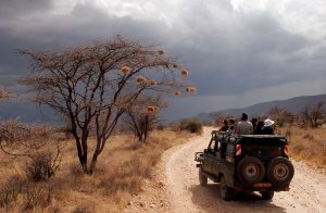 Safari Car Rental Kenya